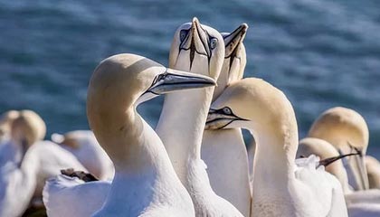 开云官网-前裁判谈尤文进球被吹：库普梅纳斯虽越位，但并没有干扰门将视线