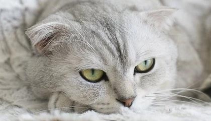 开云官网-前裁判谈尤文进球被吹：库普梅纳斯虽越位，但并没有干扰门将视线