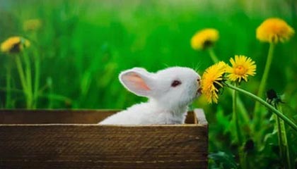 体育直播-官方：詹姆斯战纽卡的任意球世界波当选切尔西12月最佳进球